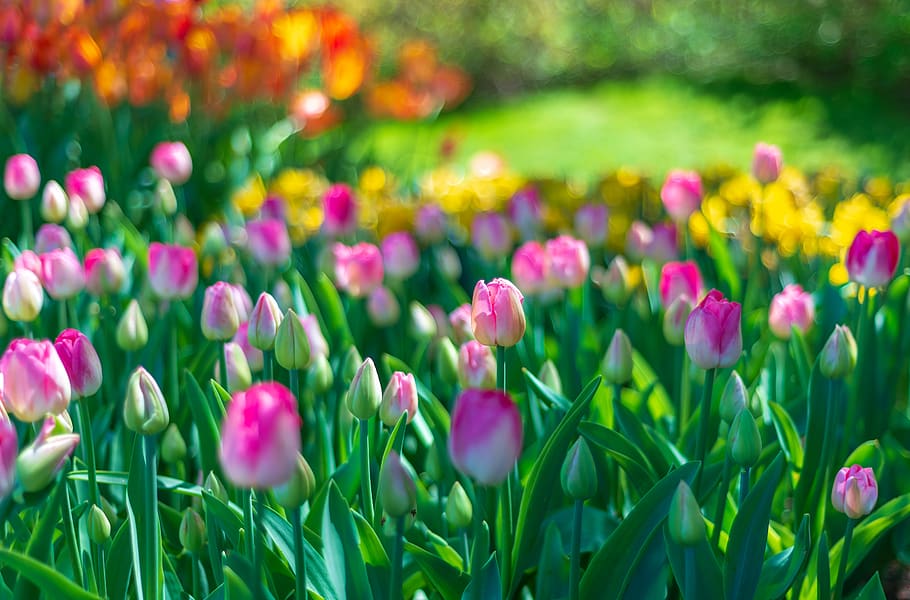 tulips at bloom, flower, flowering plant, beauty in nature, freshness HD wallpaper