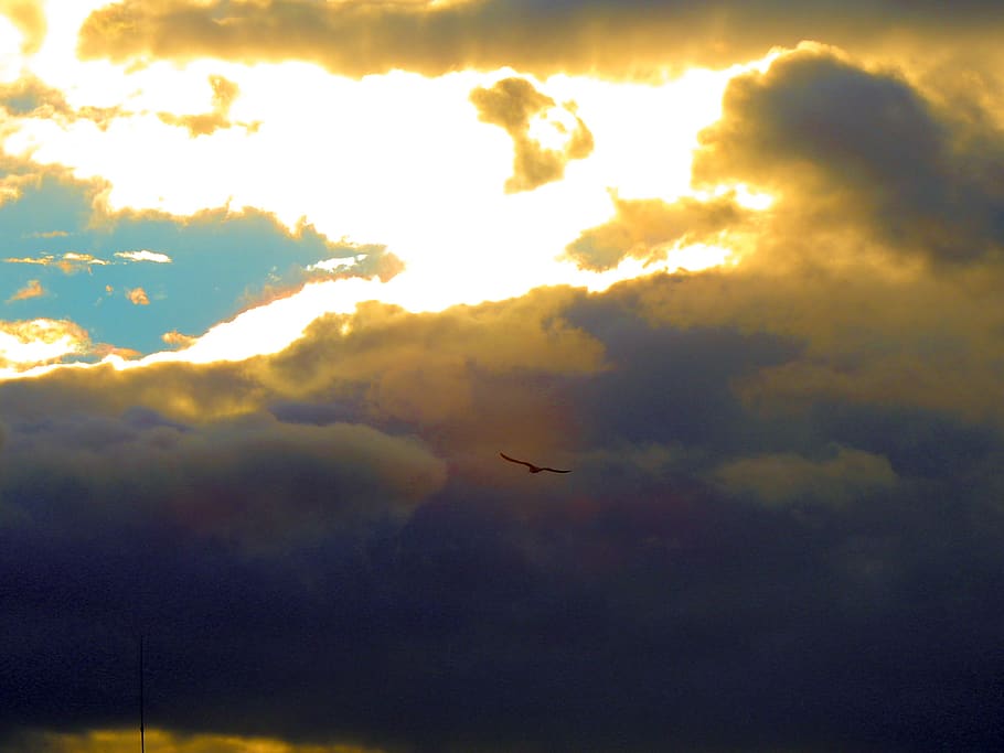 birds, sun, cloud - sky, flying, sunset, animal, scenics - nature HD wallpaper