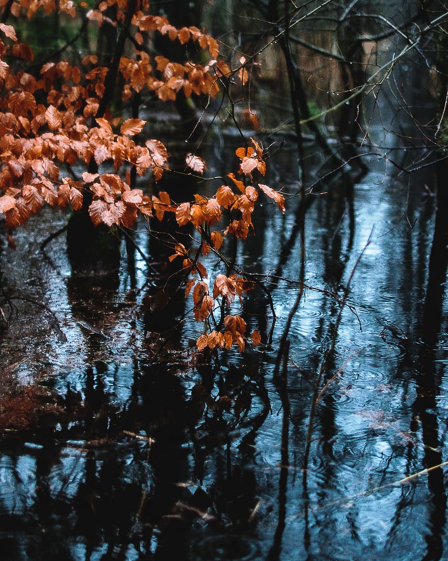 brown leafed trees beside lake, water, flora, plant, outdoors HD wallpaper