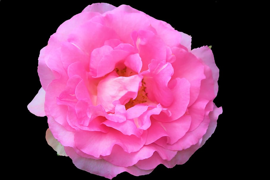 rose, pink, gulpembe, nature, love, flower, spring, romantic HD wallpaper