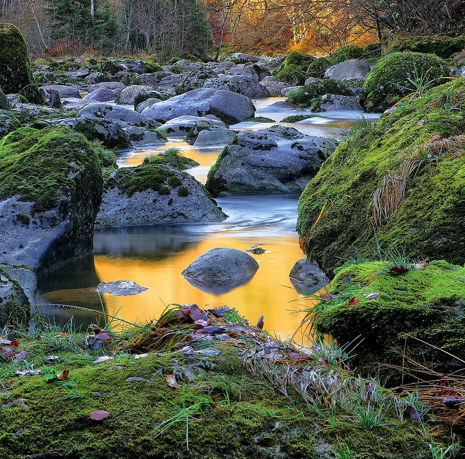 switzerland, menzingen, water, plant, tree, rock, beauty in nature HD wallpaper