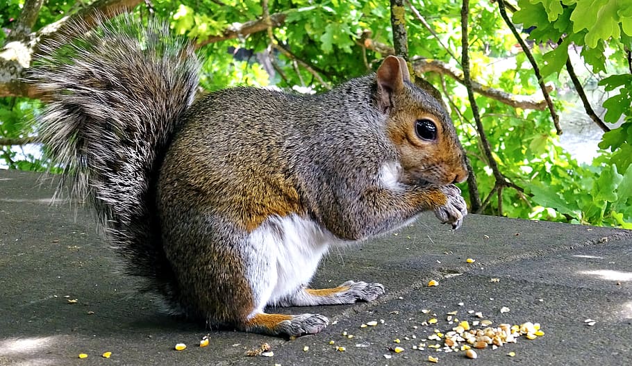 squirrel, grey, feeding, eating, tree, day, sunny day, animal HD wallpaper