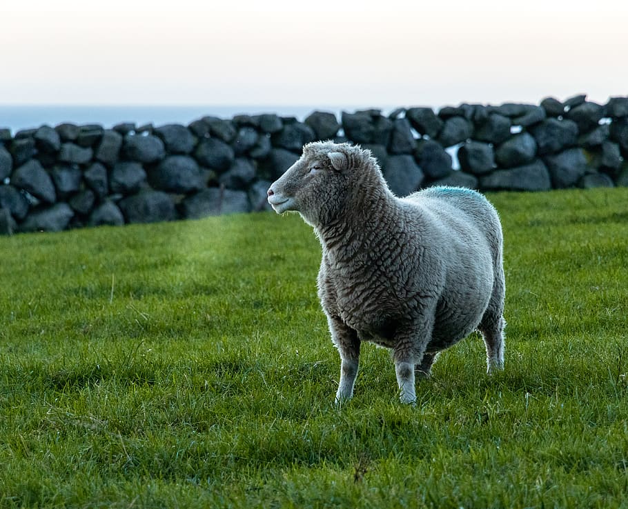 white sheep on grass field, animal themes, one animal, mammal HD wallpaper