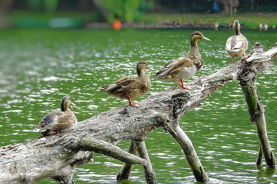 ducks, tree, birds, summer, animal wildlife, animals in the wild HD wallpaper