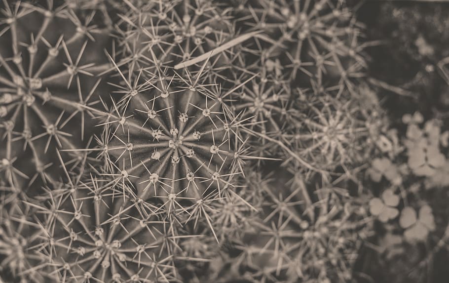 pattern, plant, #plants, #blackandwhite, #nature, #mandala HD wallpaper