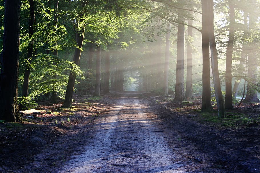 Sunlight Through Trees Beside Pathway, forest, HD wallpaper, landscape HD wallpaper