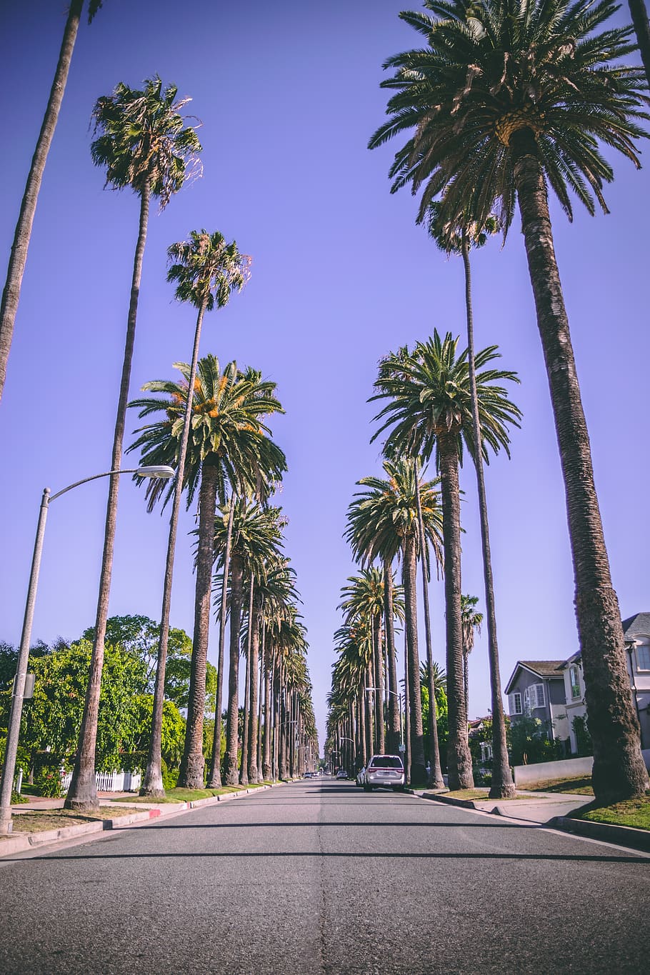 rodeo drive, united states, beverly hills, dope, cool, palm trees, HD wallpaper