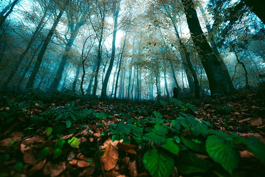 green-leafed plant, sunlight, vegetation, tree, forest, nature HD wallpaper