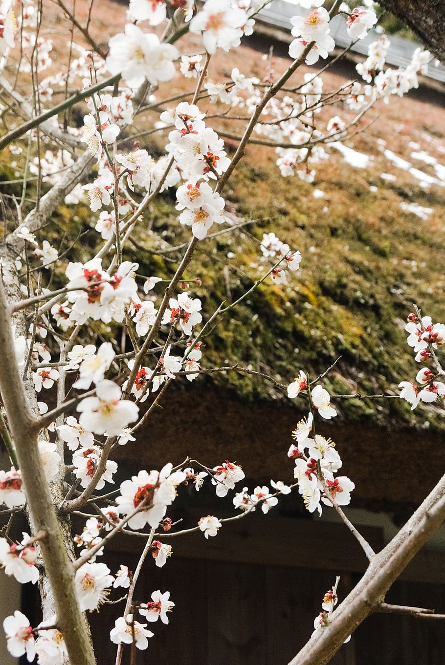 flowering plant, freshness, vulnerability, fragility, growth HD wallpaper