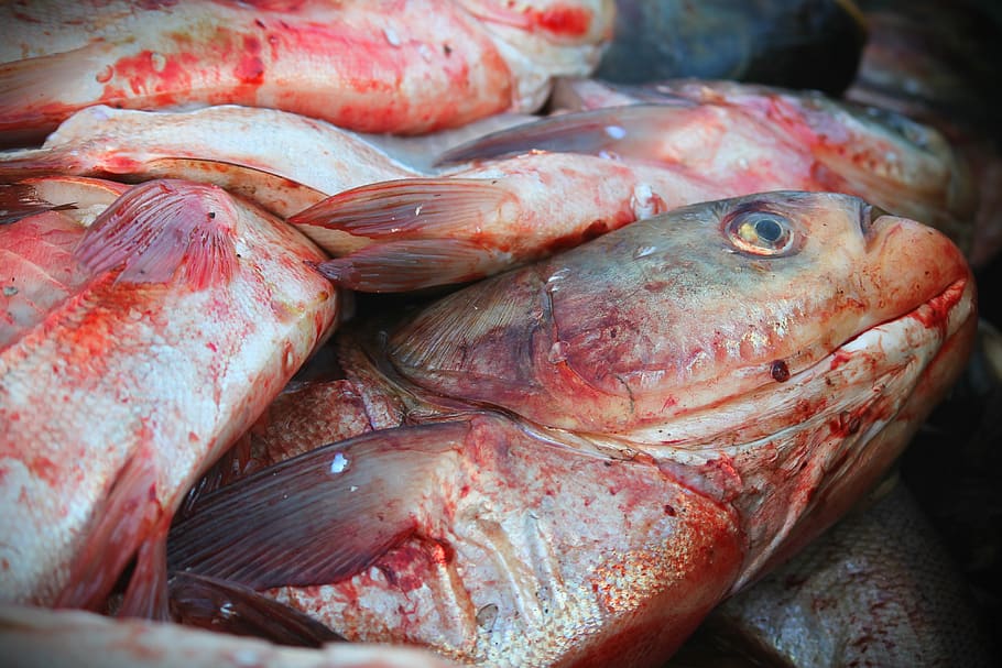fish, carp, asian, food and drink, freshness, retail, for sale HD wallpaper