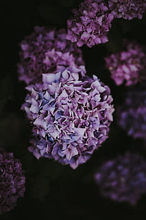 closeup photo of hydrangea flower, hydrnagea, floral, pink, dark HD wallpaper