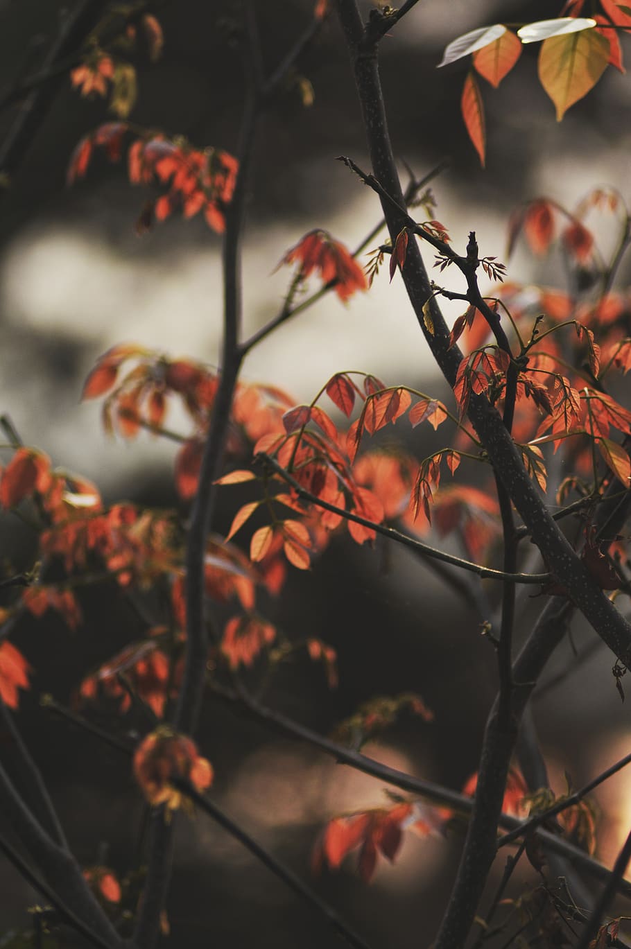 brown leaf tree, autumn, plant part, orange color, beauty in nature HD wallpaper