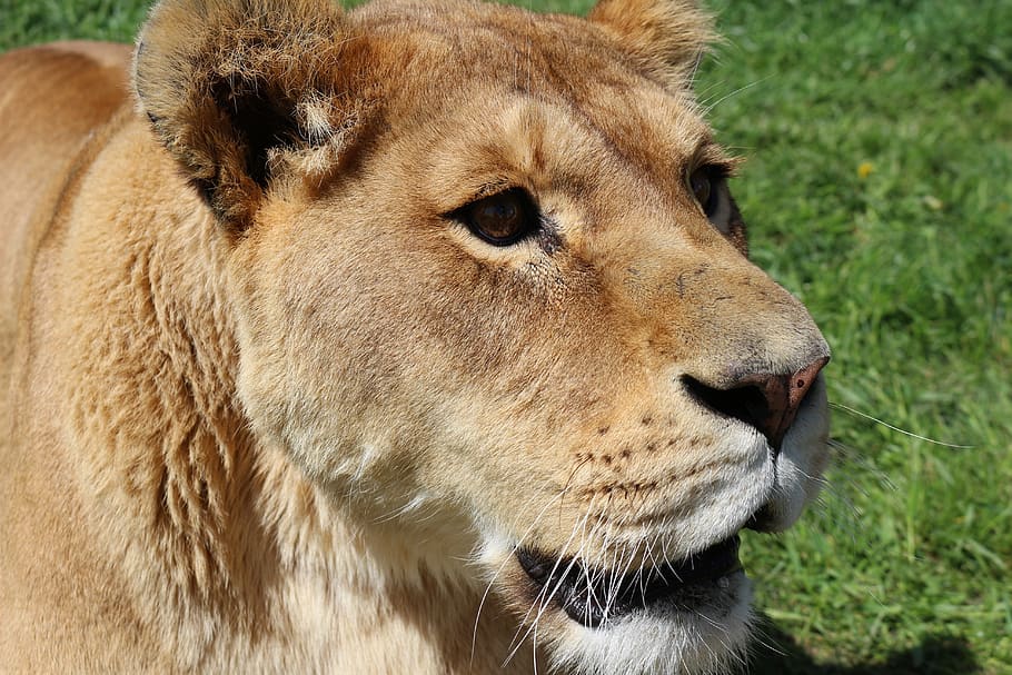 lion, lioness, zoo, predator, dangerous, nature, safari, fur HD wallpaper