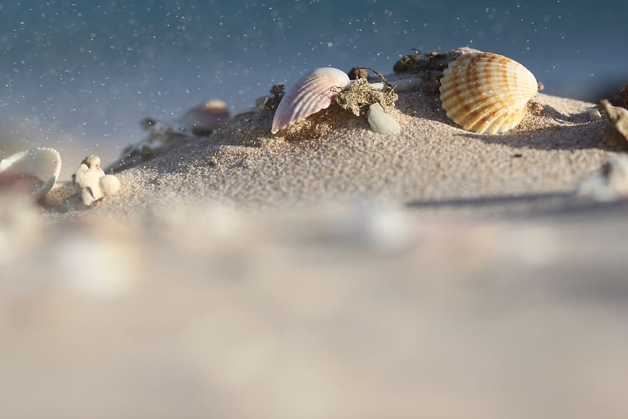 sea, sand, shells, beach, nature, ocean, selective focus, animal shell HD wallpaper