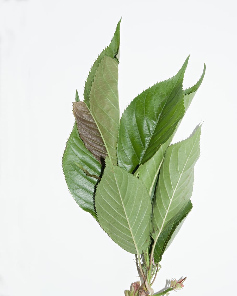 leaves, tree, green, spring, leaf, plant part, studio shot HD wallpaper