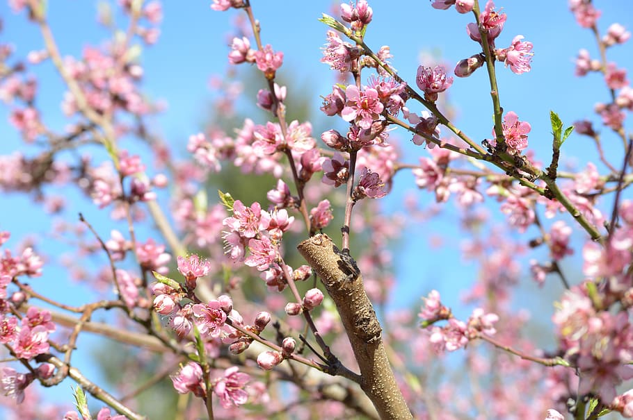 spring, pink, flower, tree, fish, orchard, flowering plant HD wallpaper