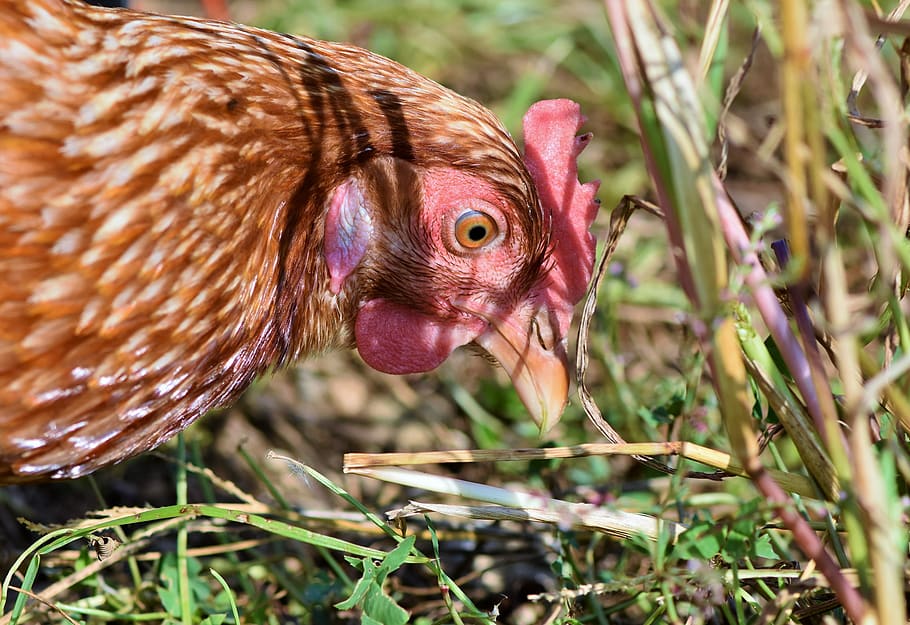 chicken, hen, poultry, range, livestock, bird, comb, bill, outdoor HD wallpaper