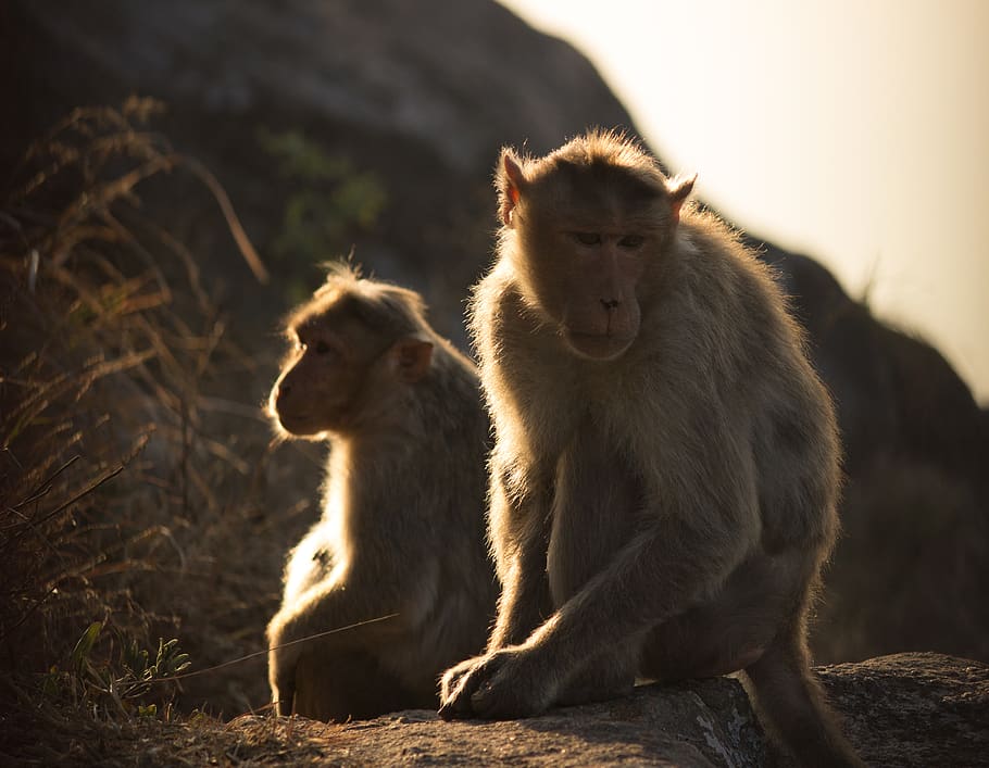 india, nandi hills, animals, monkey, morning, mammal, primate HD wallpaper