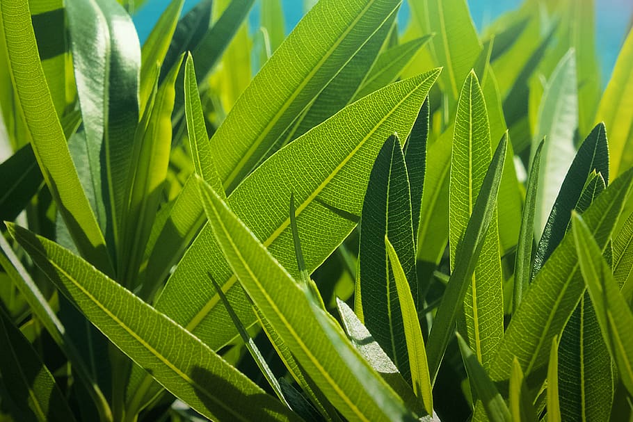 green sword leaf during daytime, plant, grass, vegetation, turkey HD wallpaper