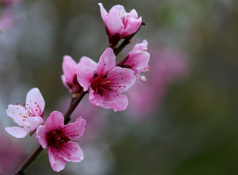 flowers, pink, casey, spring, bloom, coloring, nature, arbor HD wallpaper