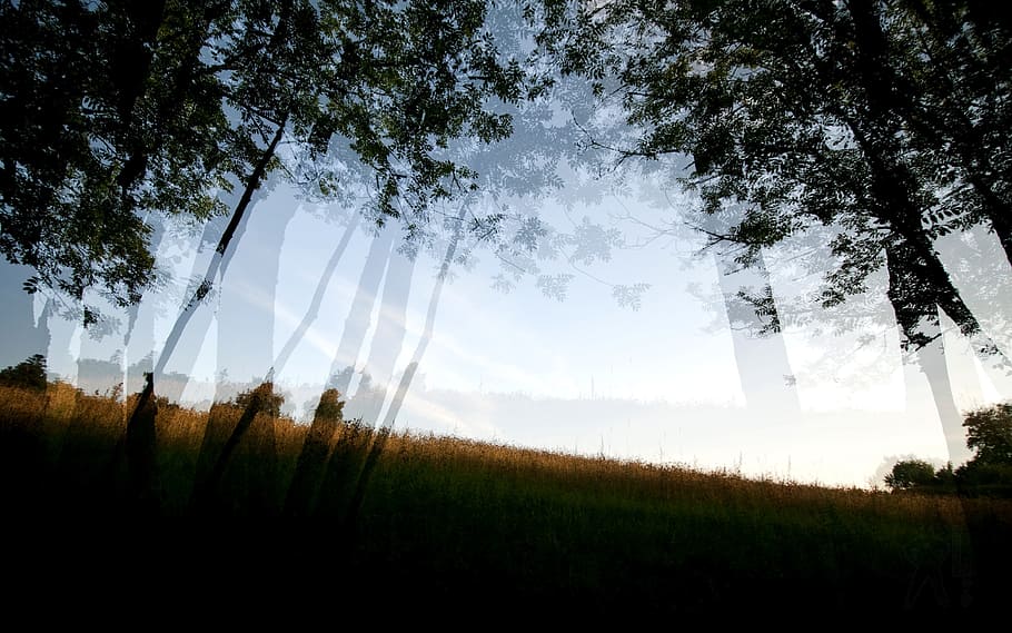 double exposure, tree, trees, forest, motion, sky, motion blur HD wallpaper