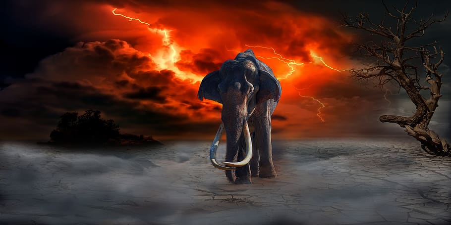 sunset, dawn, dusk, evening, nature, elephant, apocalyptic HD wallpaper