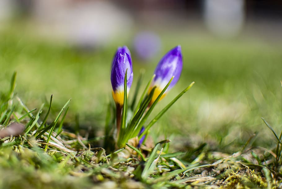 spring, blue sky, easter, nature, field, white, happiness, outdoor HD wallpaper