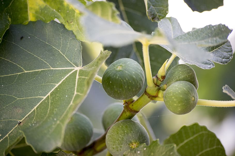 fig, food, tree, eat, sano, fruit, alimentari, green, delicious HD wallpaper