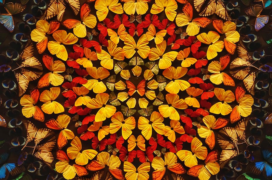 illustration of yellow and red butterflies, flower, flowering plant HD wallpaper
