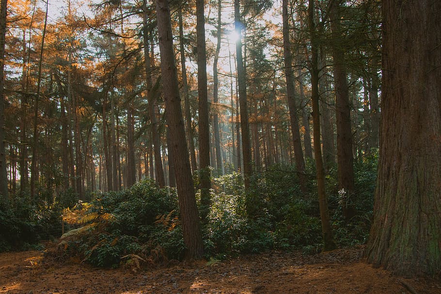 forest at daytime, vegetation, plant, land, tree, woodland, outdoors HD wallpaper