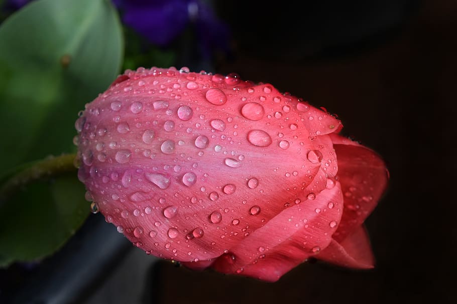 flower, nature, flora, leaf, color, garden, closeup, beautiful HD wallpaper