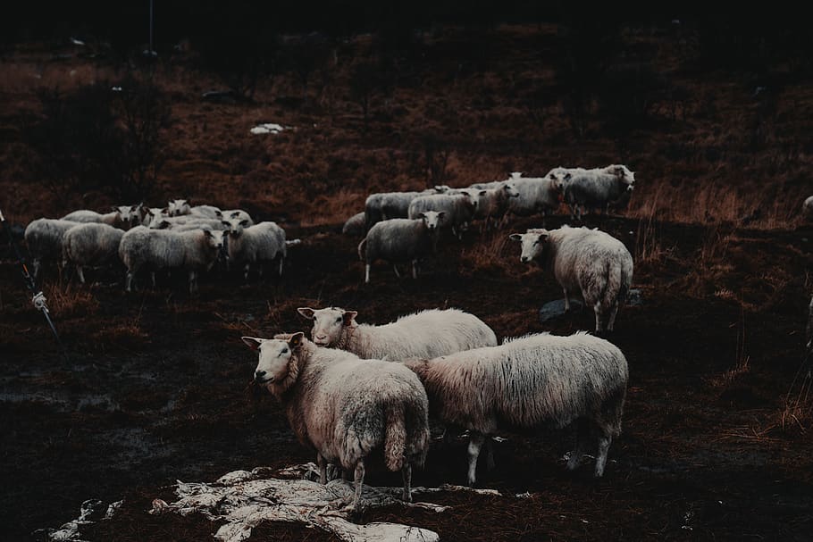 mammal, sheep, animal, lofoten, flock, norway, herd, scandinavia, HD wallpaper
