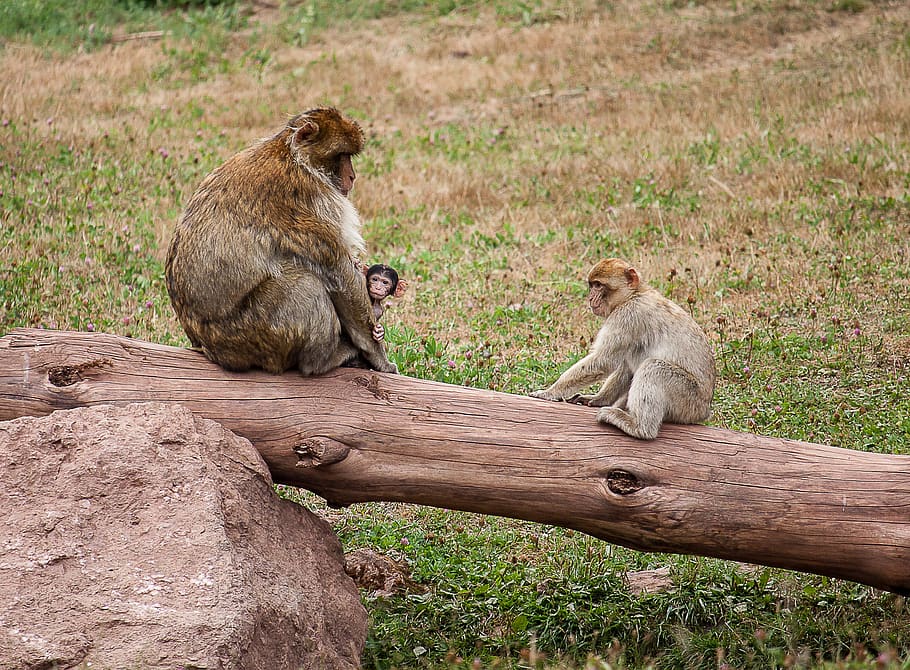 monkey, primate, young animal, äffchen, mammal, animal world HD wallpaper