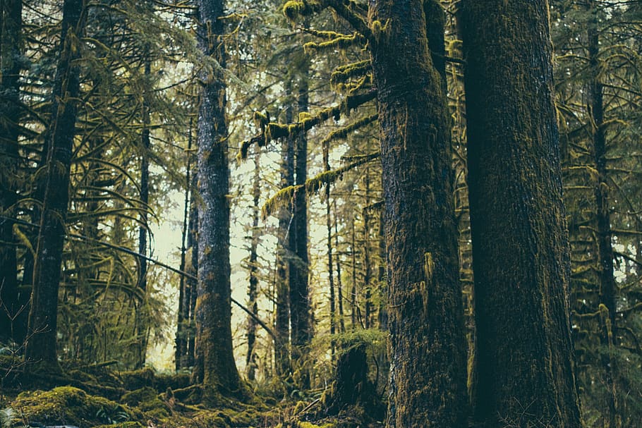 green forest, outdoors, tree, plant, land, vegetation, flora, HD wallpaper