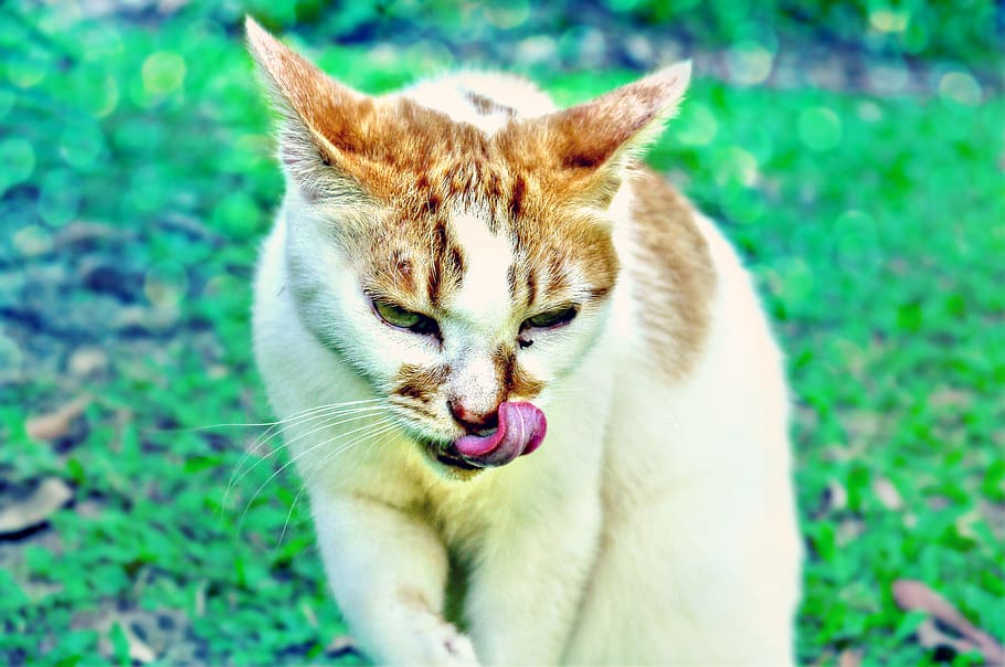 animal, one animal, animal themes, mammal, cat, feline, domestic animals HD wallpaper