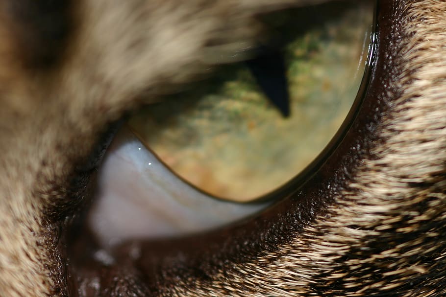 eye, cat's eye, animal body part, close-up, animal themes, extreme close-up HD wallpaper