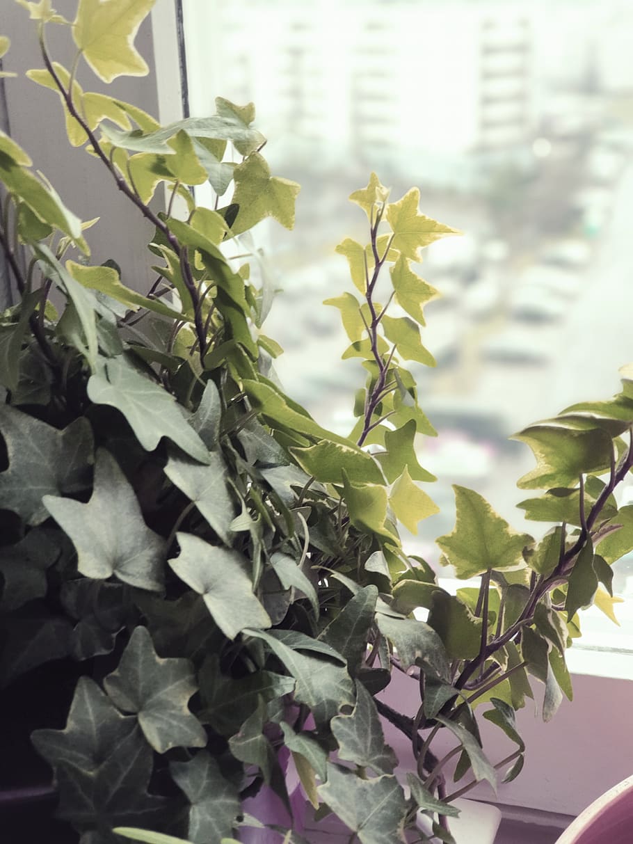 leaf, tree, ivy, window, leaves, plant, oak, vine, sycamore HD wallpaper