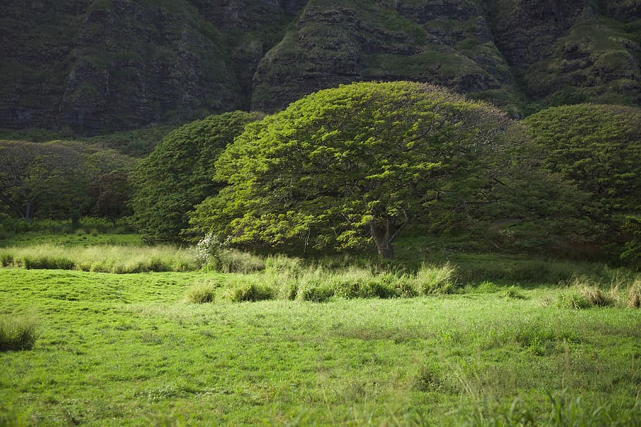 united states, oahu, hawaii, kualoa ranch, field, green, grass, HD wallpaper