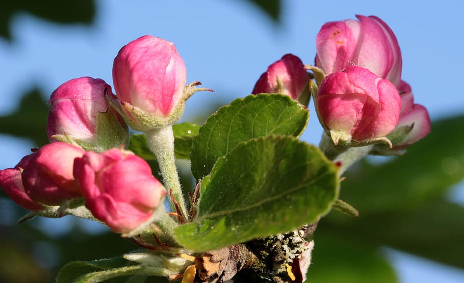 blossom, apple, tree, fresh, flower, nature, fragrance, garden HD wallpaper
