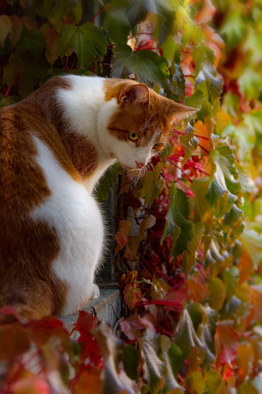 cat, young, sitting, orange, red tomcat, animal, blur, kitten HD wallpaper