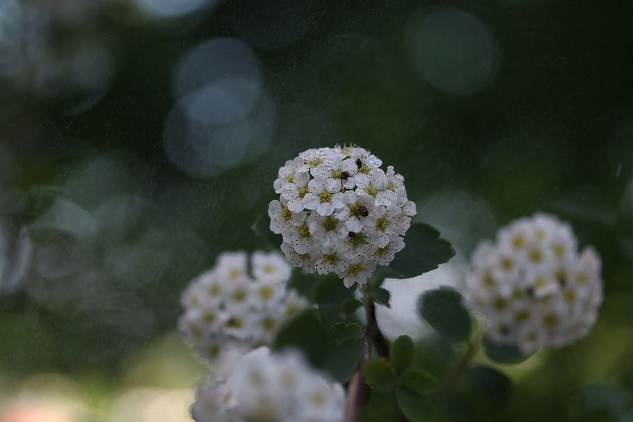 flower, tree, spring, white, branch, supplies, bud, flowering plant, HD wallpaper