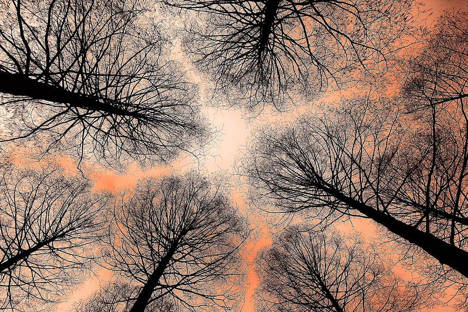 tree, tree top, trunk, conifer, rising up, tall tree, slender tree HD wallpaper