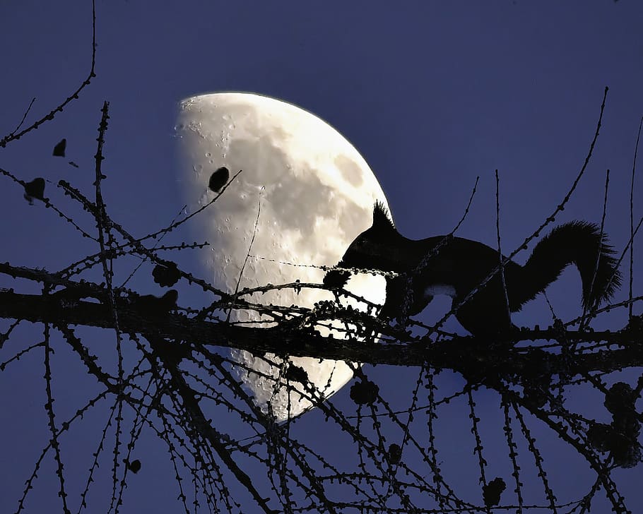 squirrel, luna, mountain, night, sky, moon, no people, nature HD wallpaper