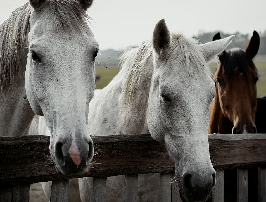 two white horses, animal, mammal, cow, cattle, stallion, brick HD wallpaper