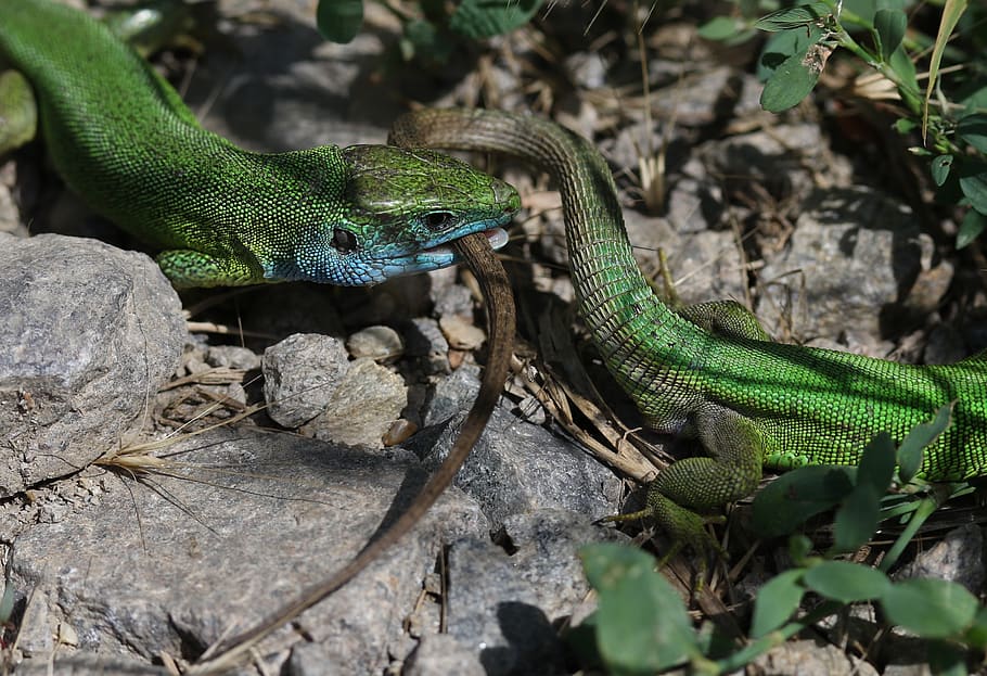 the lizard, green, struggle, two, pair, reptile, animal themes HD wallpaper