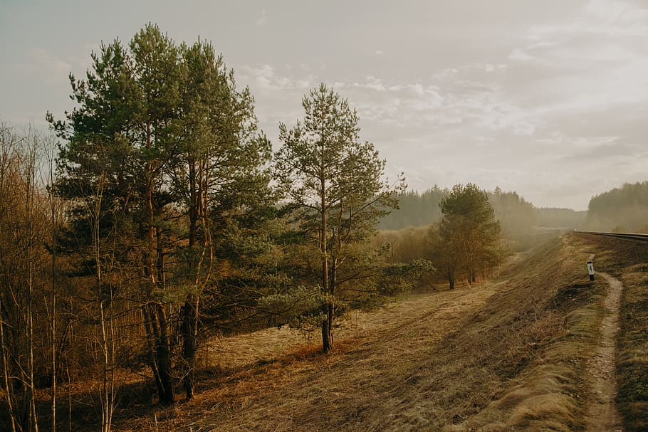 Scenic View of Trees, atmospheric, clouds, cloudy, dawn, daylight HD wallpaper