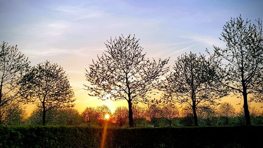 sunset, nature, evening, sky, plant, tree, beauty in nature HD wallpaper