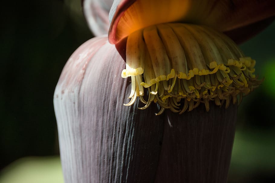 kenya, close-up, plant, freshness, food and drink, nature, focus on foreground HD wallpaper