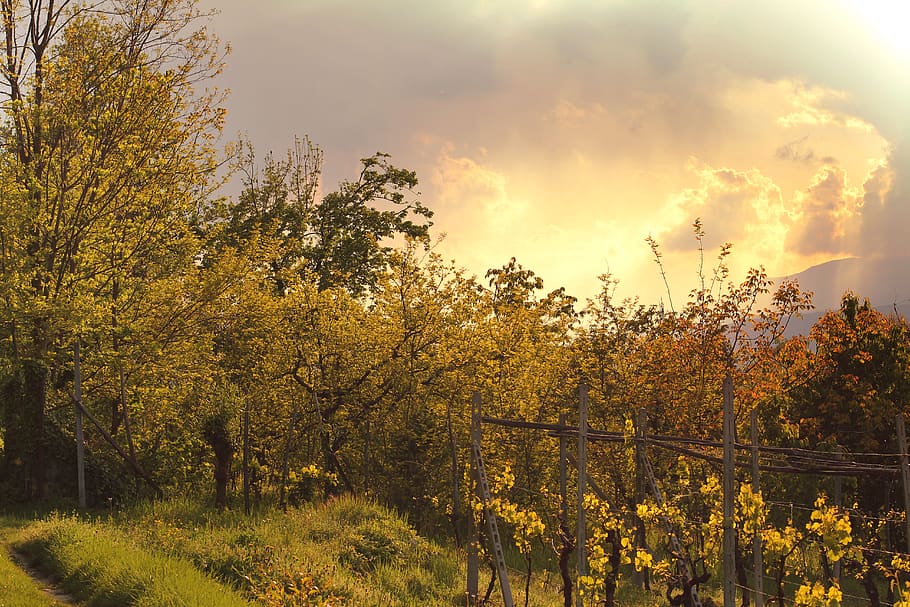 Trees and Vine Plants, clouds, cloudy, beauty in nature, sky HD wallpaper