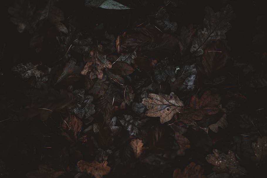 dried leaves, leaf, plant, painting, art, animal, invertebrate HD wallpaper